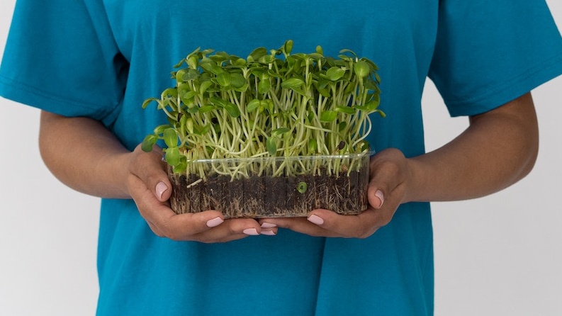 How-Many-Microgreens-Should-I-Eat-Per-Day