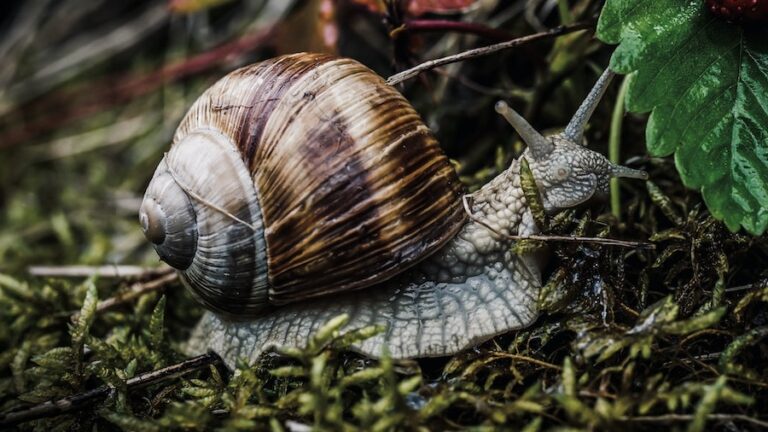 Why Do Garden Snail Shells Have Different Colors?