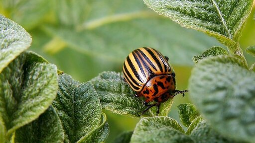 Potato-bugs