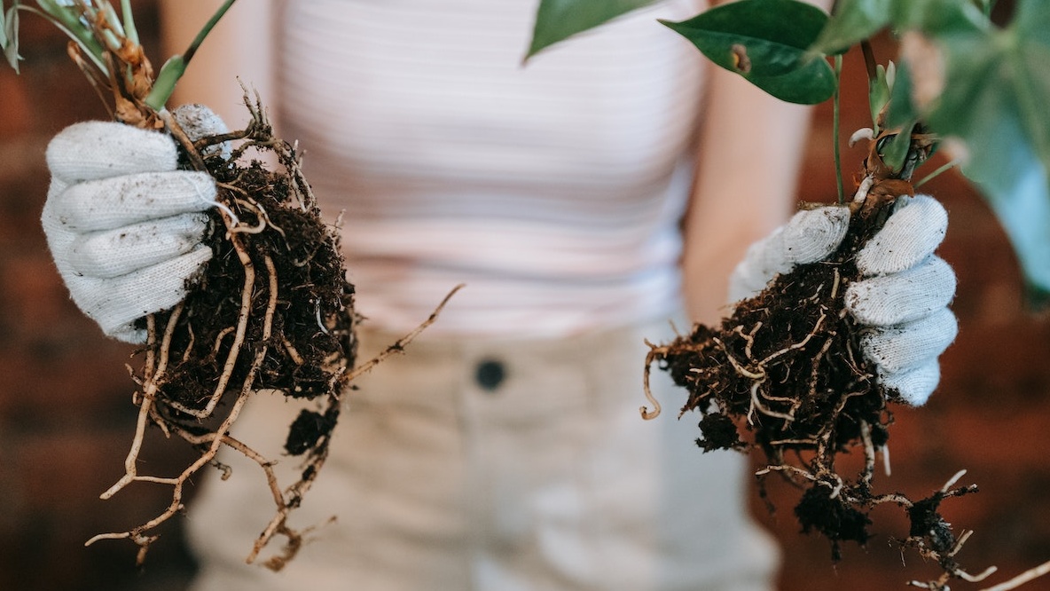 5-Importance-Of-Plant-Propagation