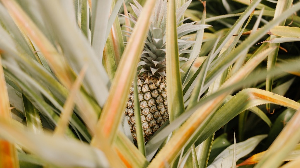 Do-Pineapples-Grow-Underground