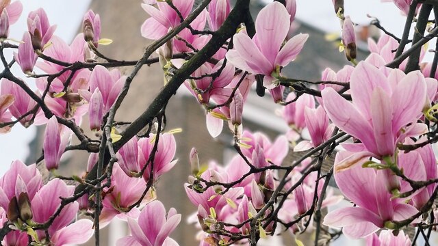 How-to-Propagate-a-Magnolia-Tree