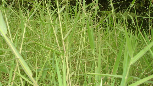 When-Should-I-Plant-Buffalo-Grass