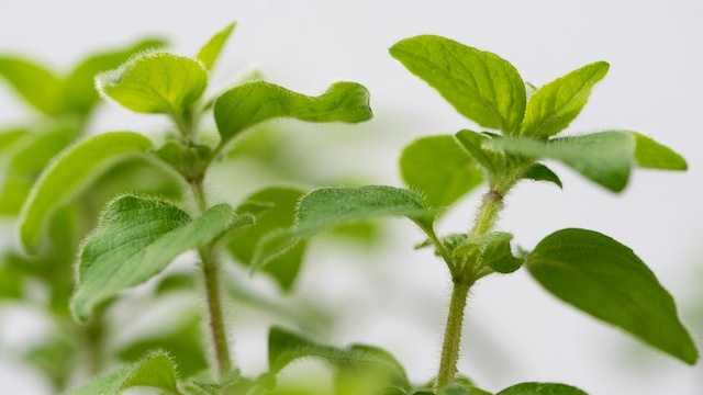 Is-Oregano-A-Perennial