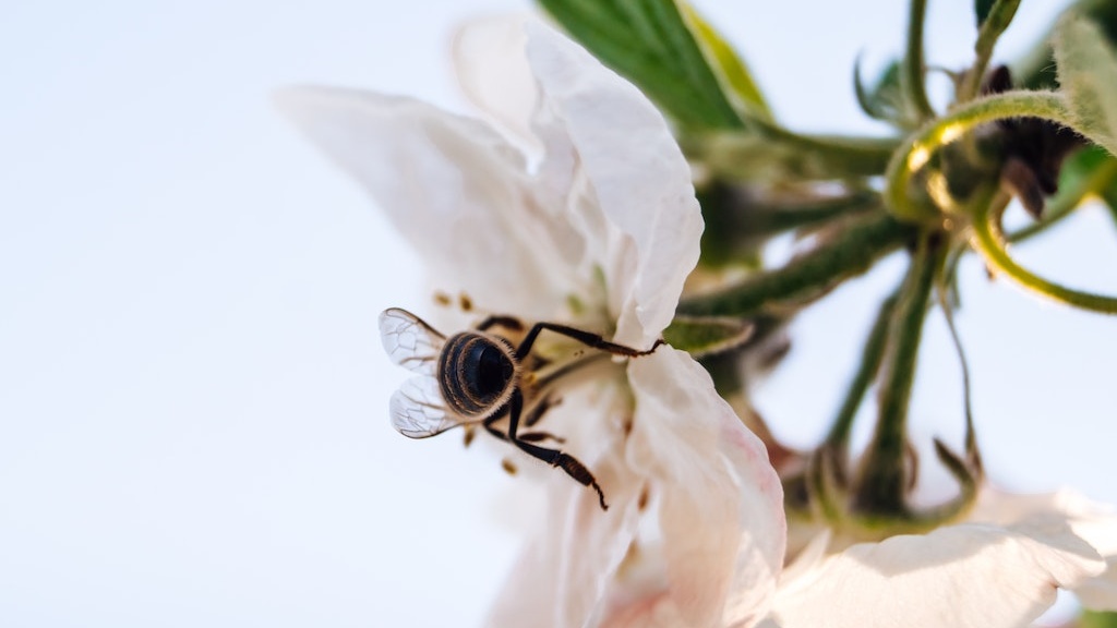 Which-Part-Of-A-Plant-Attracts-Pollinators