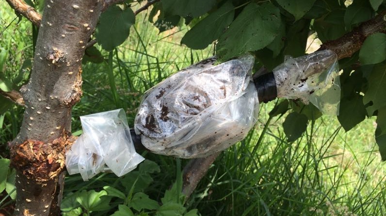 Air-layering-plants-What-are-some-examples-of-Marcotting-plants