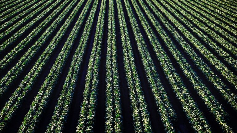 Double-Cropping-Benefits-And-Tips-For-Choosing-Suitable-Crops