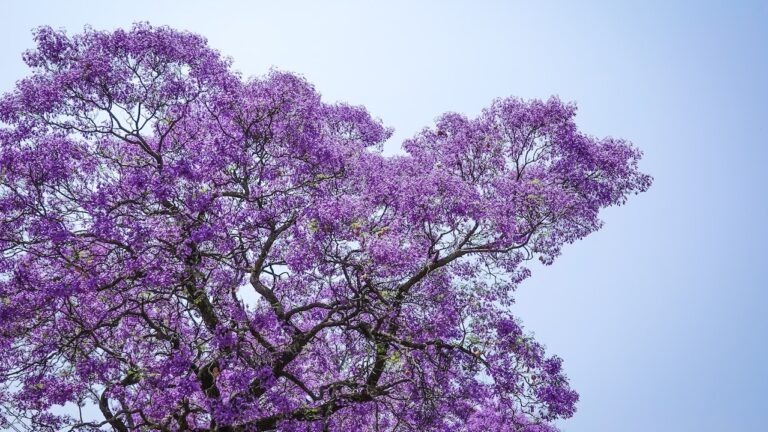 What-Are-The-Benefits-Of-Jacaranda-Trees