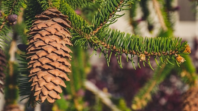 How-Long-Are-Pine-Cone-Seeds-Viable