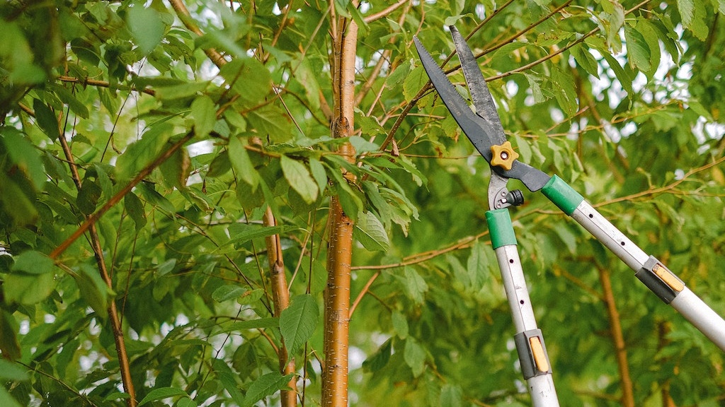 How-Do-I-Prune-Unwanted-Branches