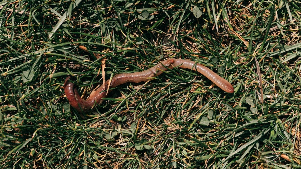 Can-I-Put-Earthworms-In-My-Raised-Vegetable-Garden-Bed