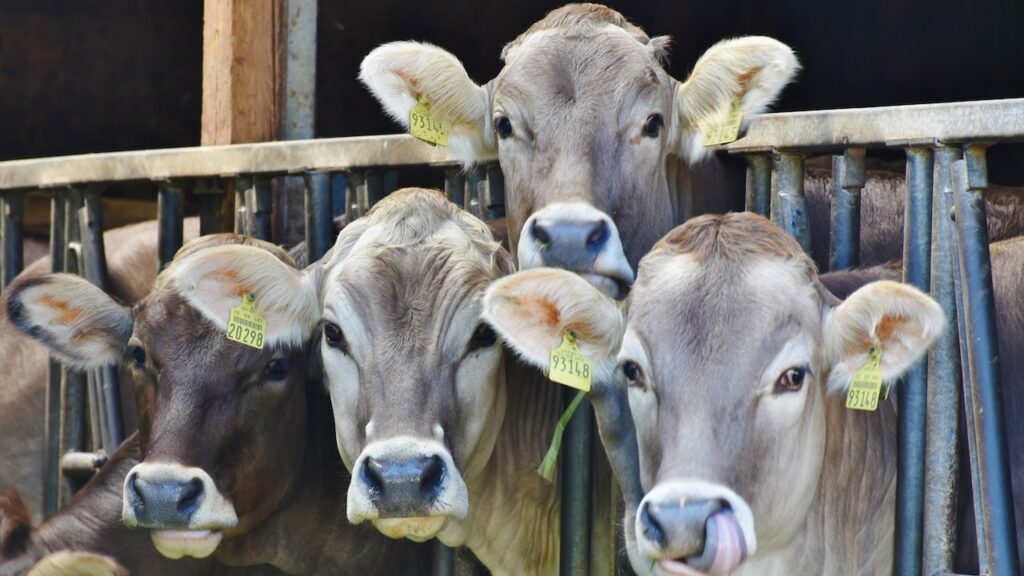 What-Are-The-Advantages-And-Disadvantages-Of-Livestock-Farming