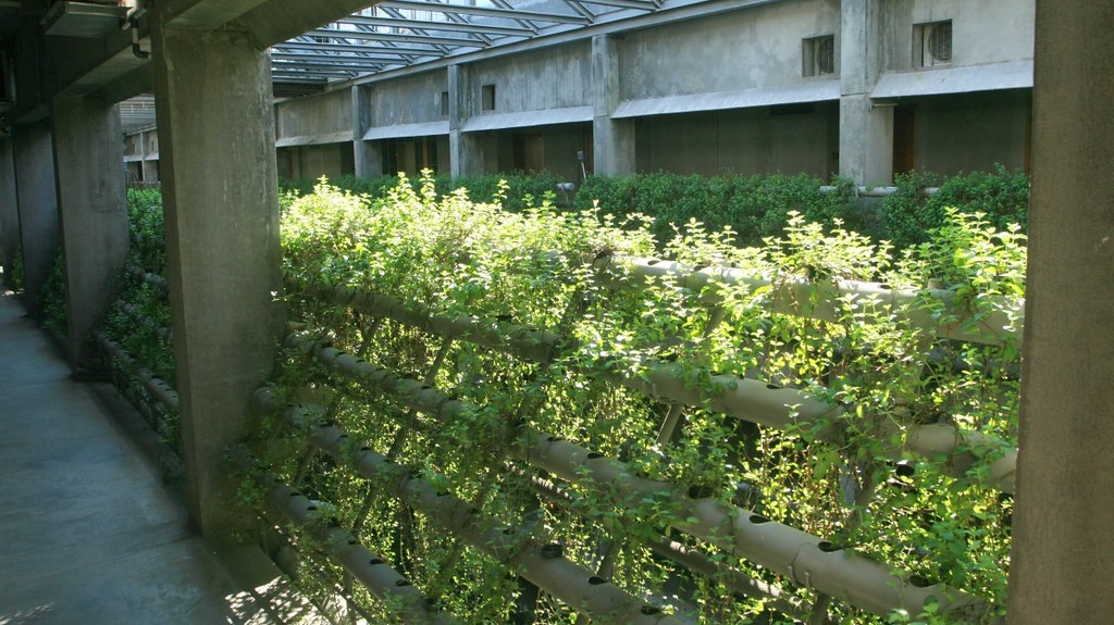 Why-is-Hydroponic-Gardening-Perfect-For-Small-Spaces