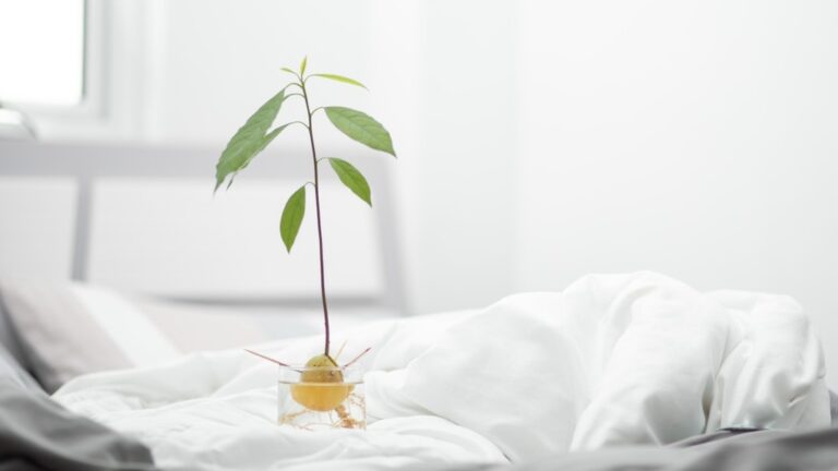 How do You Transfer an Avocado Tree From Water to Soil? Complete Guide!