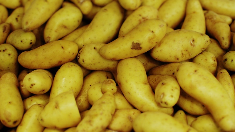 Should I Cut The Seed Potatoes In Half Before Planting Them